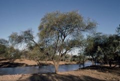 Vachellia nilotica Gum Arabic Tree
